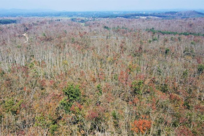 Ha Tinh rubber forest changes from yellow to red - 1