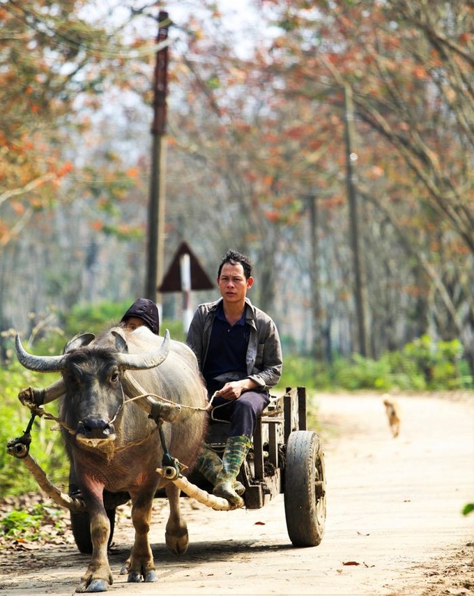 Ha Tinh rubber forest changes from yellow to red - 5