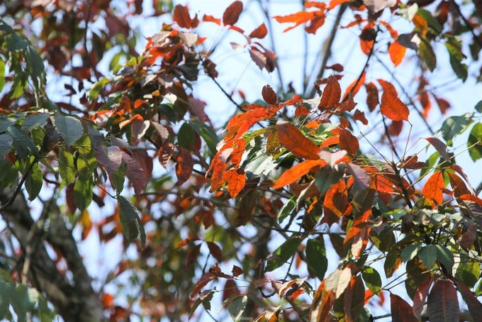 Ha Tinh rubber forest changes from yellow to red - 4