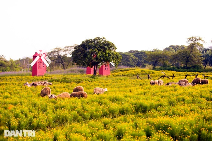 Hanoi daisy garden lures visitors - 2