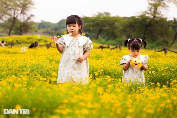 Hanoi daisy garden lures visitors - 5