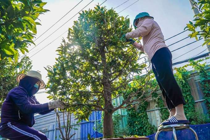 HCM City’s yellow apricot village ahead of Tet - 1