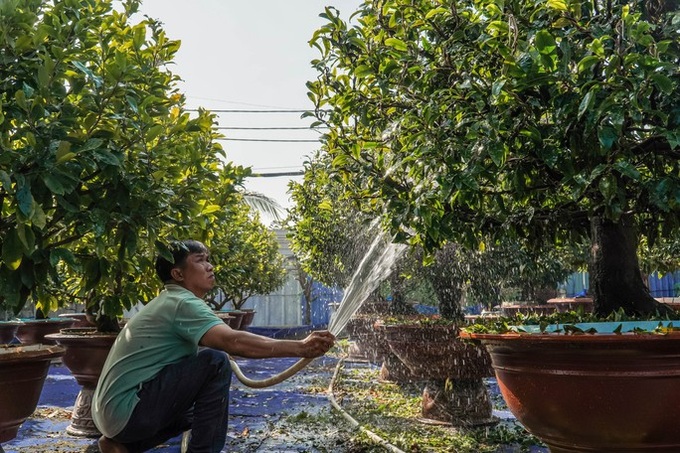 HCM City’s yellow apricot village ahead of Tet - 7