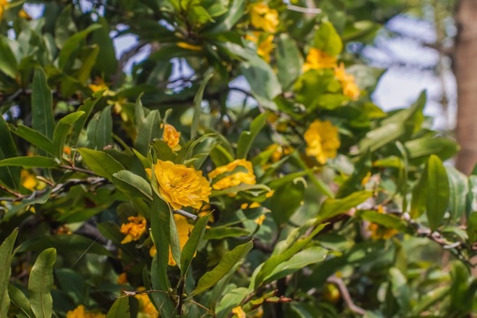 HCM City’s yellow apricot village ahead of Tet - 4