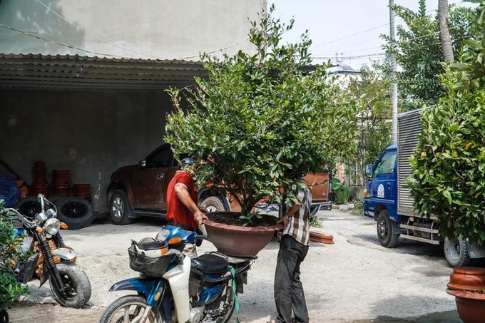 HCM City’s yellow apricot village ahead of Tet - 6