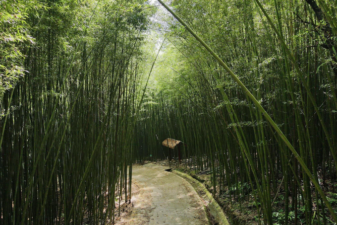 Exploring bamboo forest in Cao Bang - 6