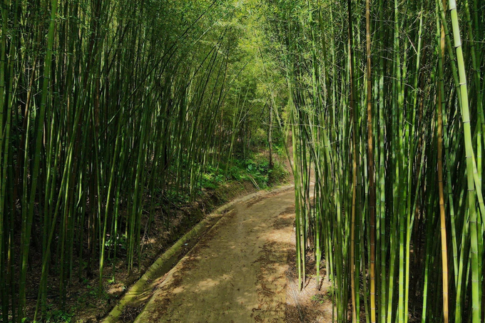 Exploring bamboo forest in Cao Bang - 3