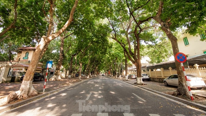 Trees help to ease blazing heat in Hanoi - 2