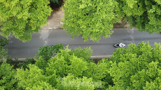 Trees help to ease blazing heat in Hanoi - 7