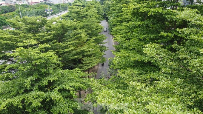 Trees help to ease blazing heat in Hanoi - 4