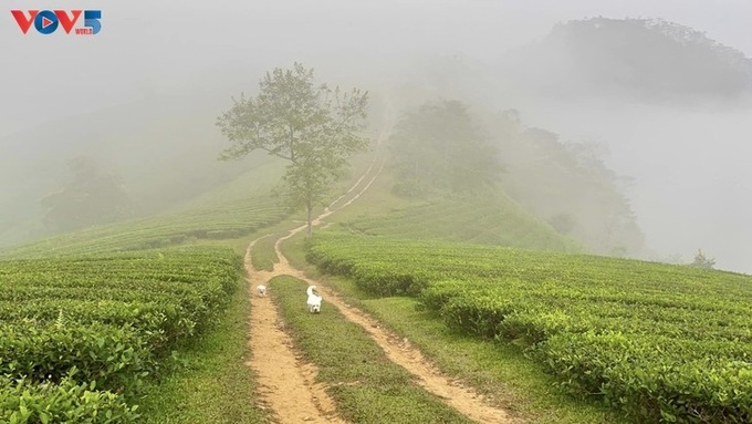 Stunning beauty of northern tea hill - 5