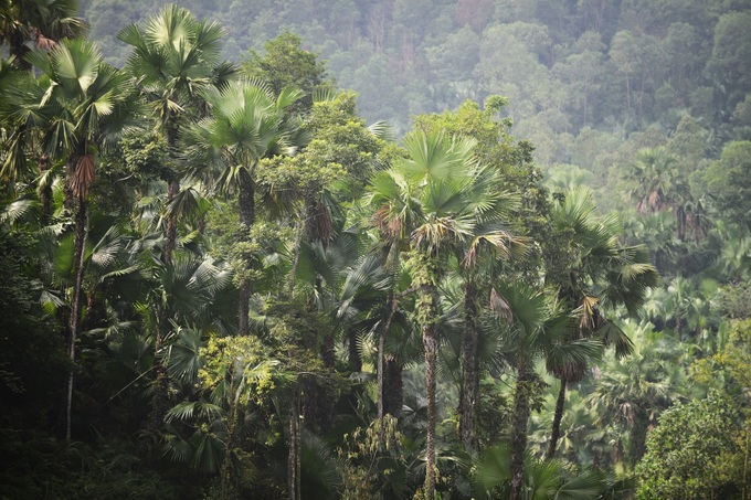 Beauty of palm forests in Phu Tho - 2