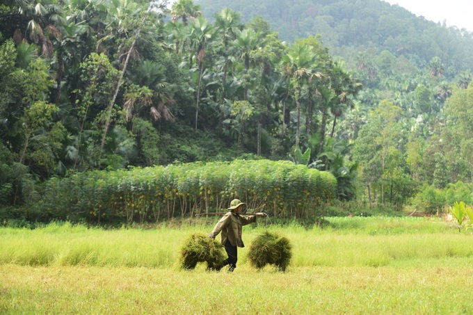 Beauty of palm forests in Phu Tho - 7