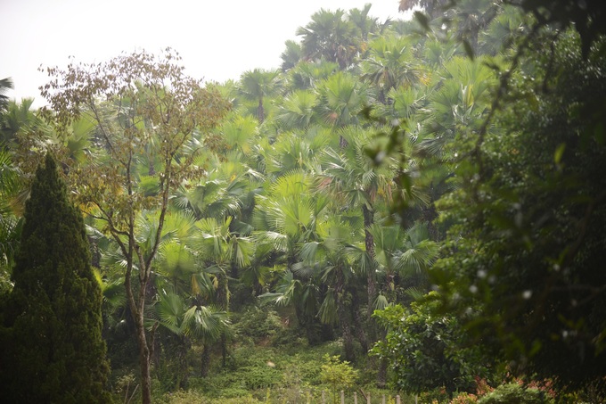 Beauty of palm forests in Phu Tho - 1