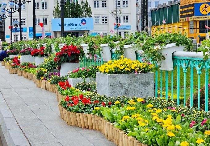 Dalat streets burst with colour ahead of flower festival - 1