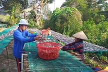 Tất bật mùa vụ cao điểm ở làng “khô Phú Thọ"