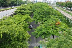 Trees help to ease blazing heat in Hanoi