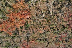 Ha Tinh rubber forest changes from yellow to red