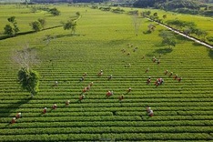 Stunning beauty of Ha Tinh tea plantation