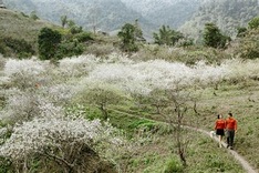 Beauty of plum blossoms in Nghe An