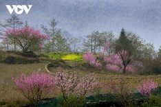 Peach blossoms in Lao Cai