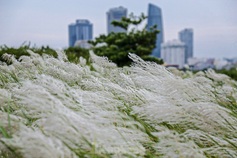 Danang white reed field captivates visitors